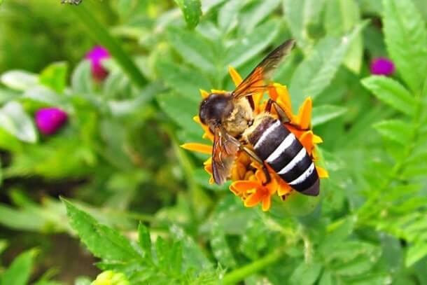 bee buzing