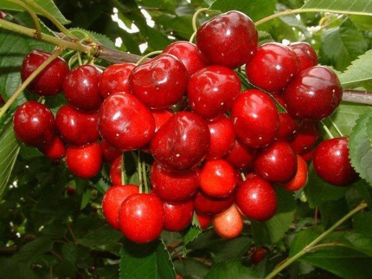 cherries