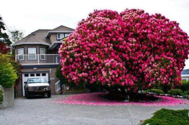 A Rhododendron