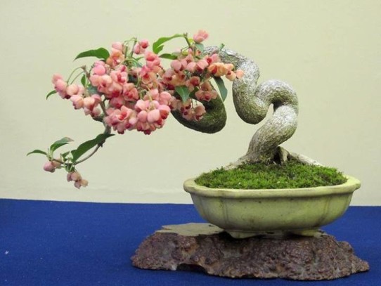 1425555_703787039640837_43292370_n